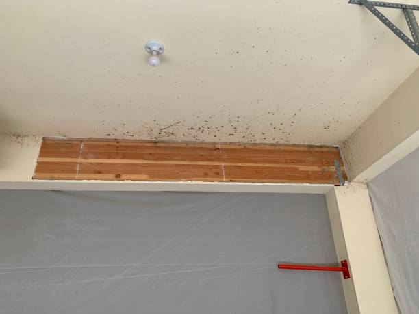 Mold Documentation for Insurance Claims in Berry College, GA